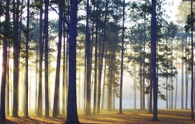 Florida agriculture Real Estate Estimates