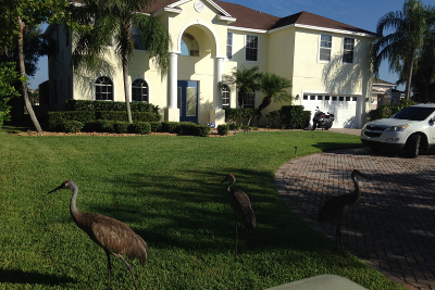 REO Home Appraisal Real Estate Estimates